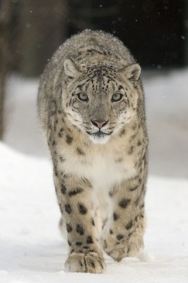 Nice snow leopard no bitey!